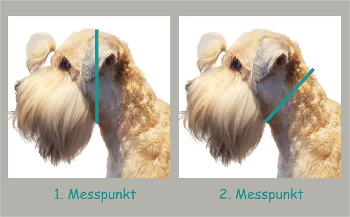 Irish Soft Coated Wheaten Terrier (Hund) mit markiertem Messpunkt 1 und 2
