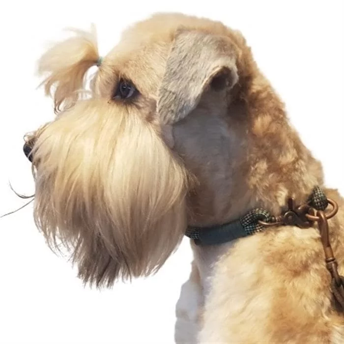 Irish Soft Coated Wheaten Terrier (Hund) mit Scherenkarabiner Halsband