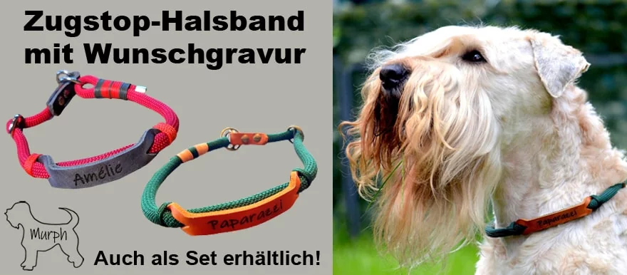 Banner: Halsband mit Wunschgravur. Rotes + grünes Zugstop-Halsband aus Tau und Leder mit Namensgravor Paparazzi. Irish Soft Coated Wheaten Terrier (Hund) mit Zugstop Halsband aus Tau / Seil und Leder