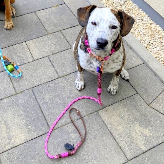 Hund mit Leine Tau und Leder, cherry blossom und braun 