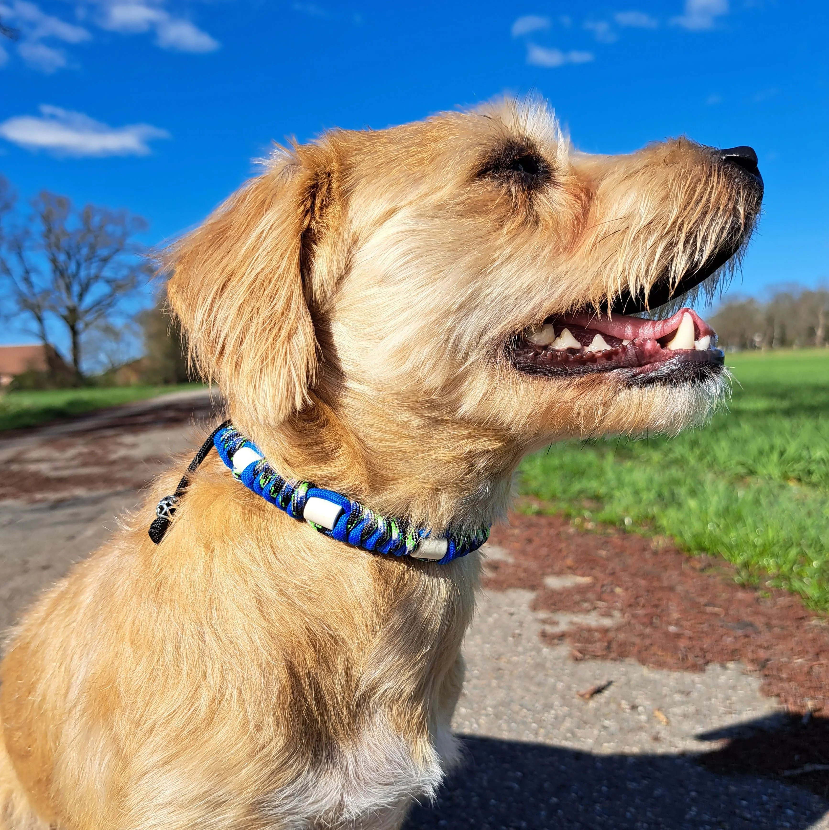 Hund mit EM-Keramik-Halsband aus Paracord mit EM-Keramik greece blau / python