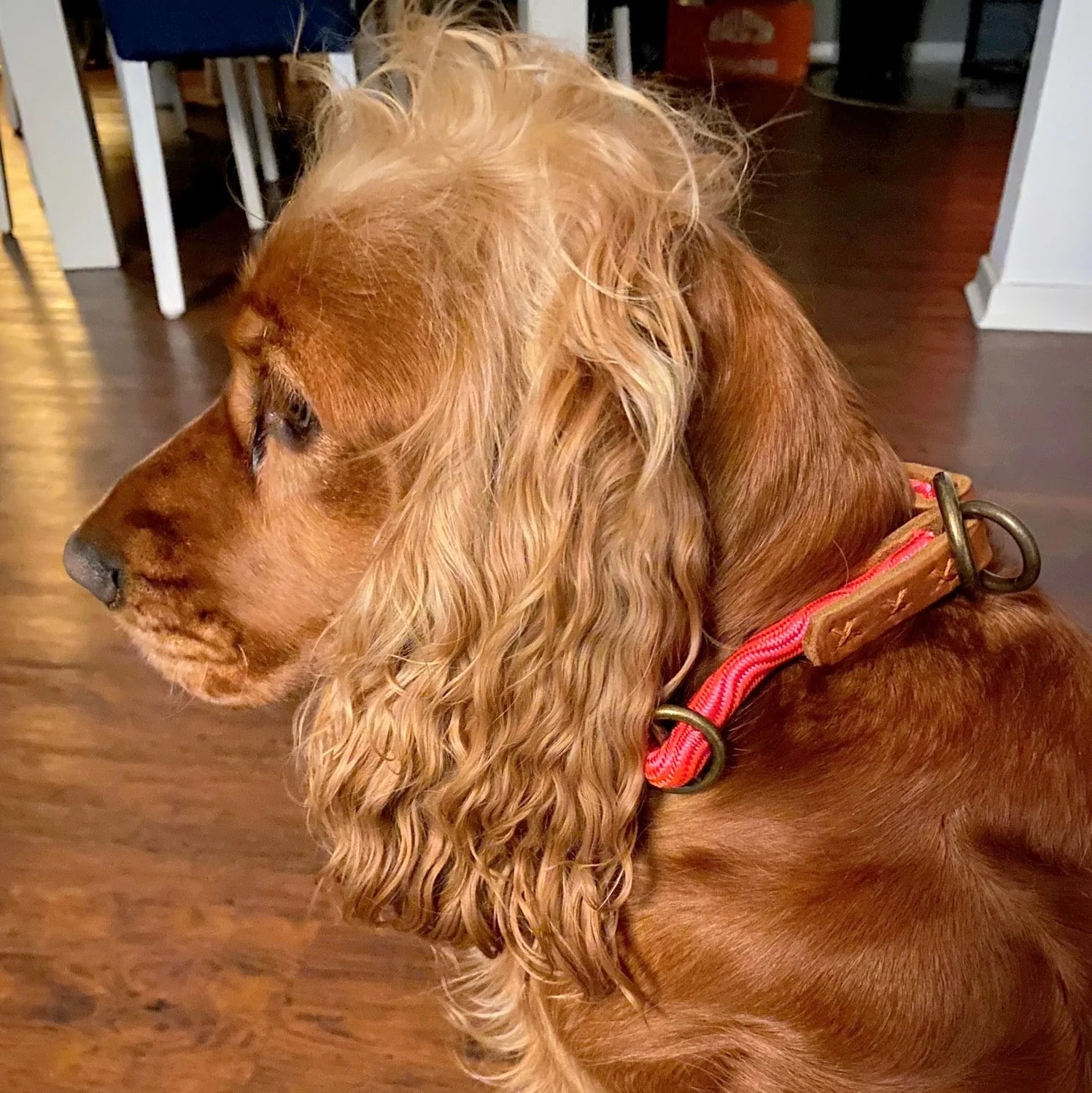 Cocker Spaniel (Hund) Hundehalsband Halsband aus Tau und Leder, Zugstop, rosa rot smooth wave und cognac braun