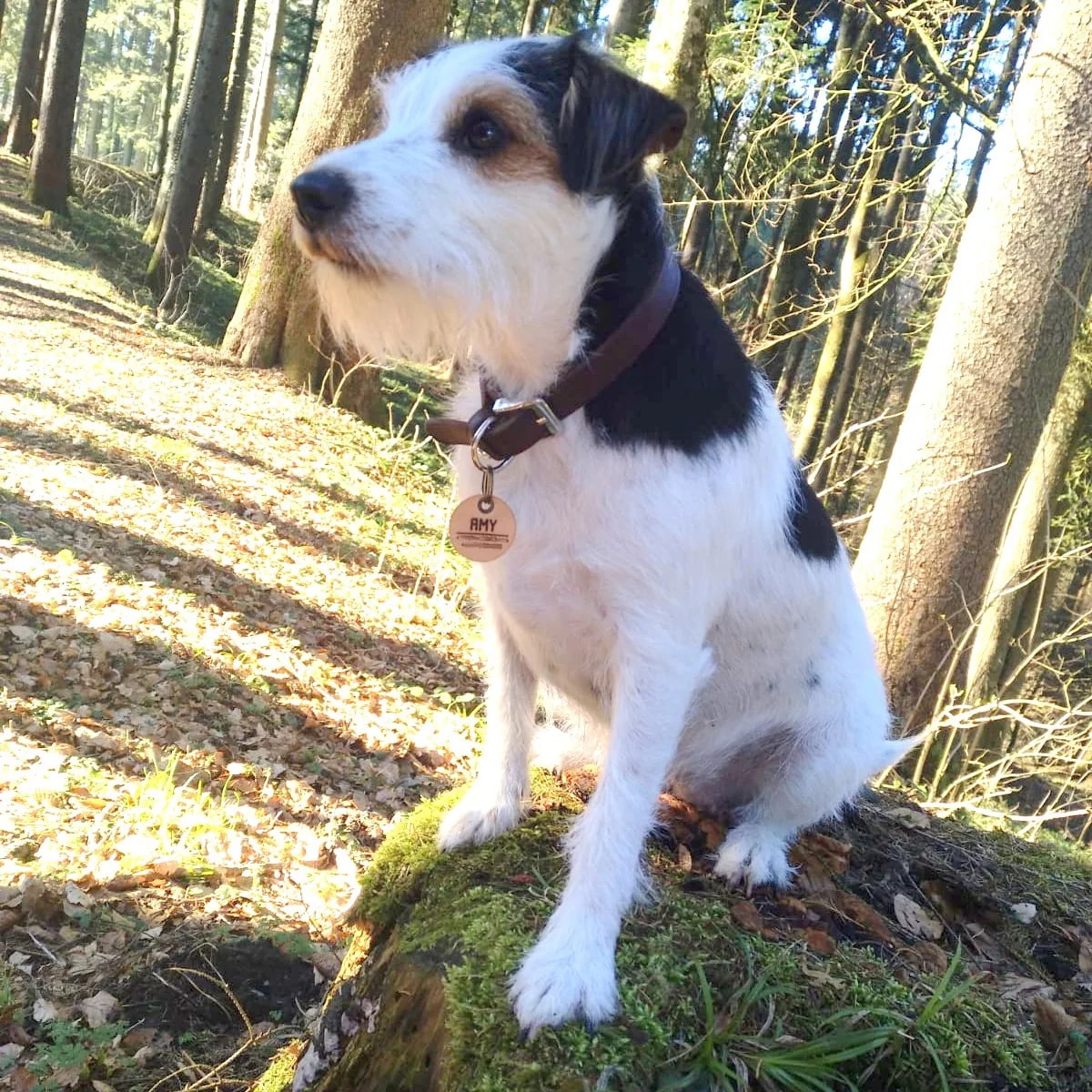 Hunde mit personalisierter Hundemarke Name Amy