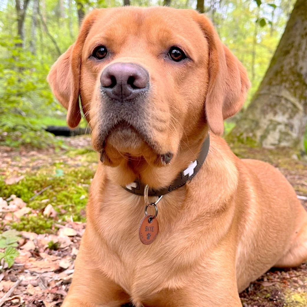 Hund mit Halsband und personalisierter Hundemarke Name Skye