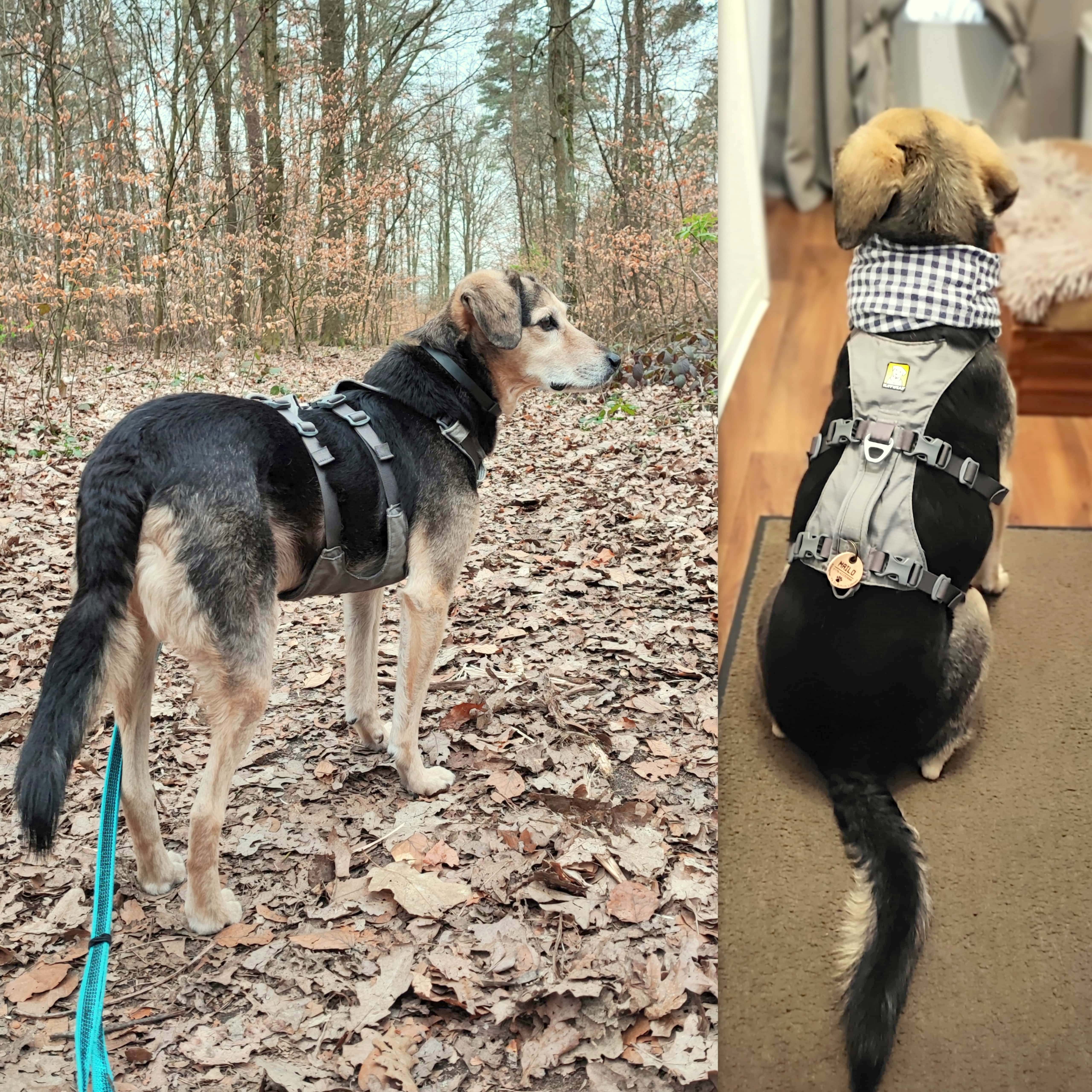Hund mit Geschirr und personalisierter Hundemarke Name Mailo