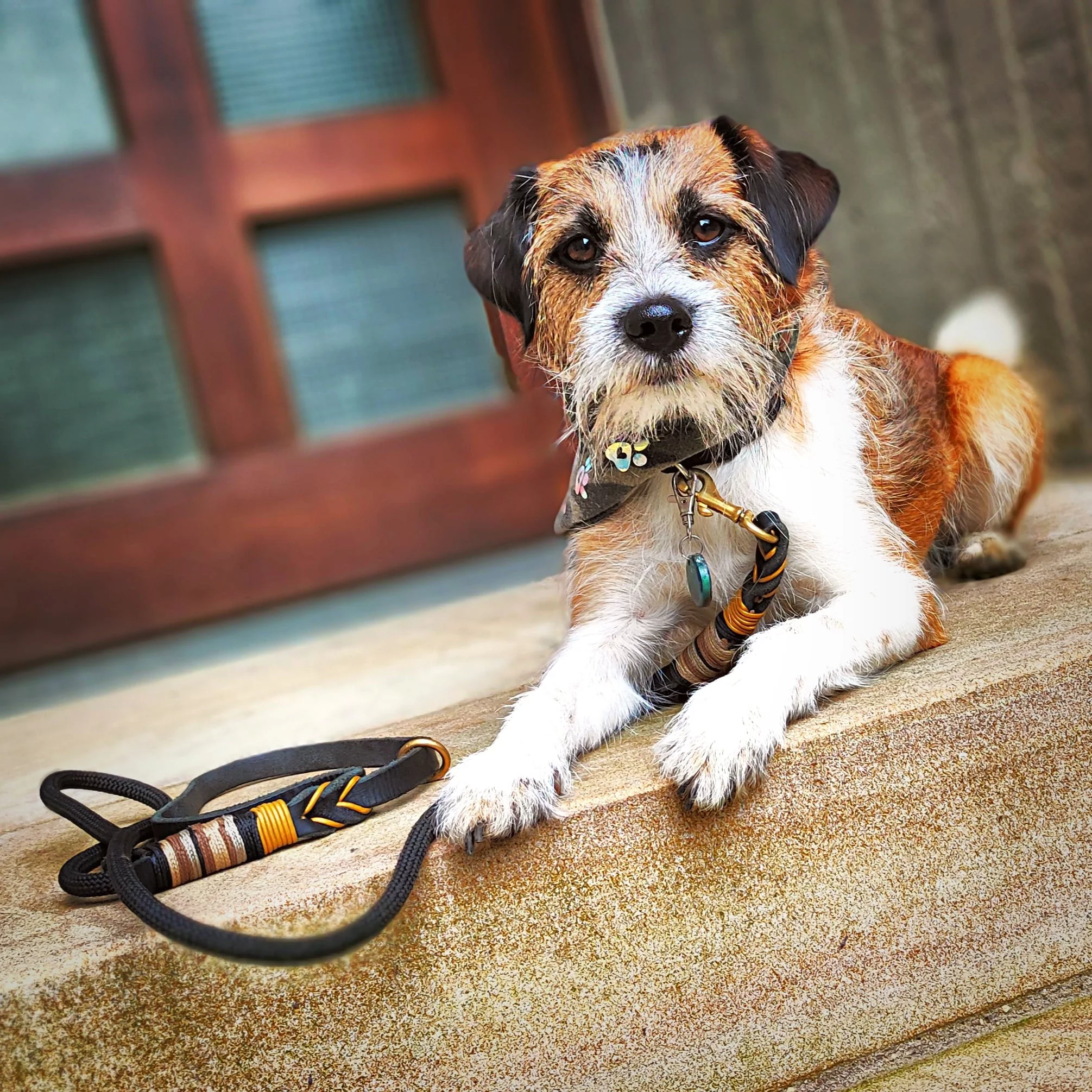 Hund mit Leine aus Tau und Leder, schwarz