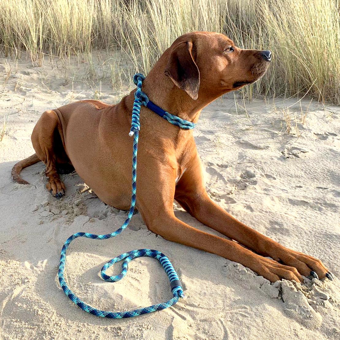 Rhodesian Ridgeback (Hund) Retrieverleine Moxonleine mit Zugstop aus Tau neptunus