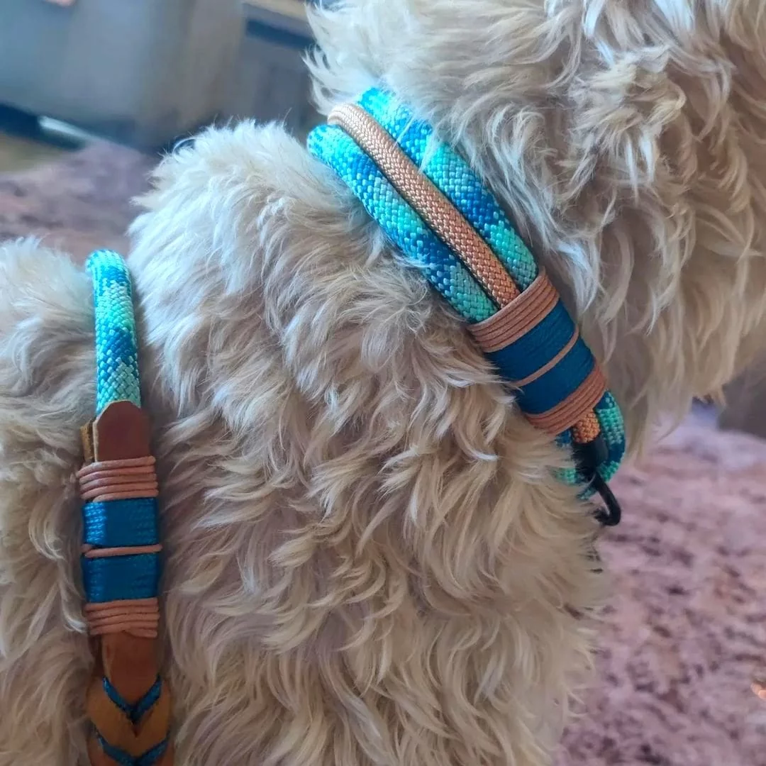 Irish Soft Coated Wheaten Terrier (Hund) mit Halsband aus Tau, smaragd und golden kupfer, Beschläge schwarz
