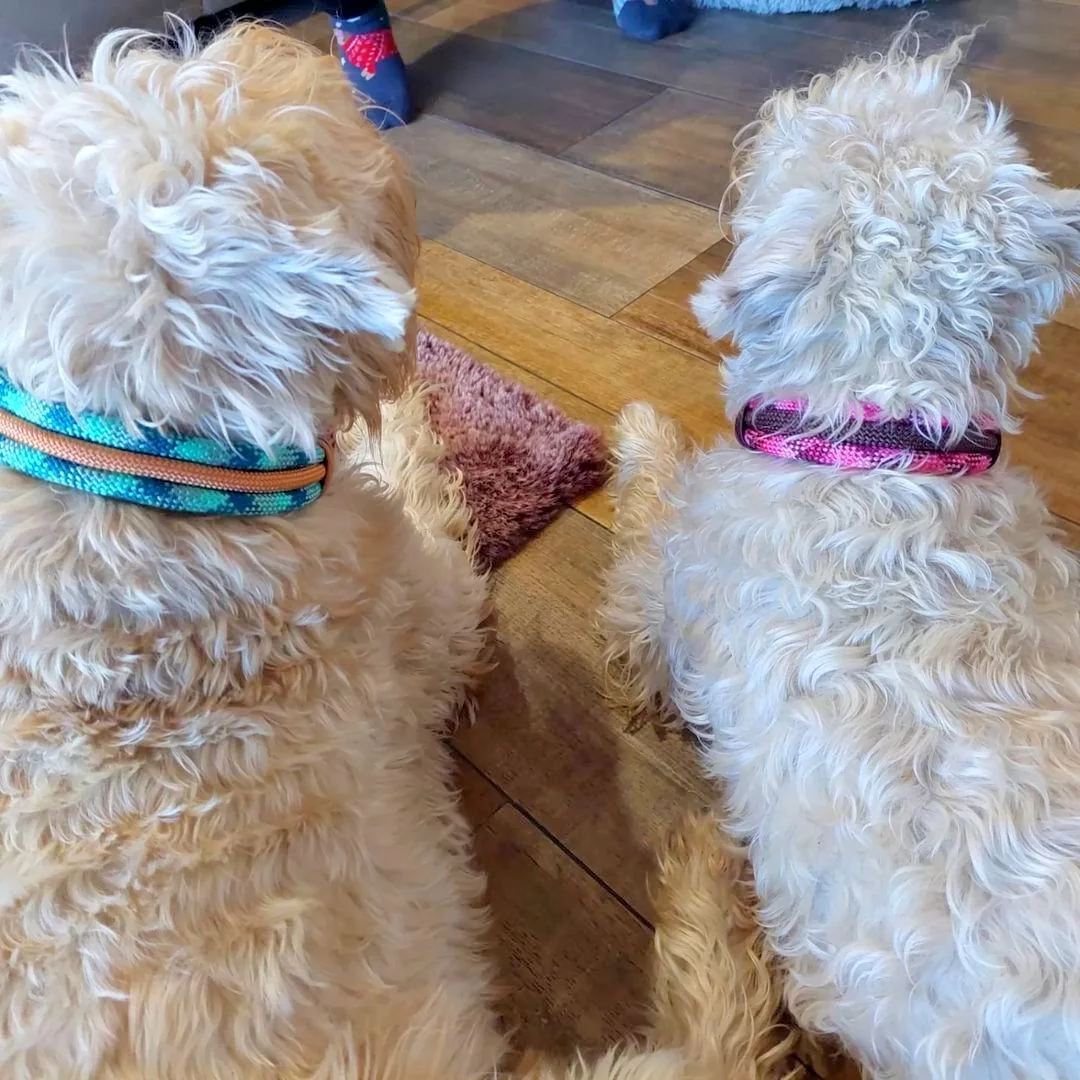Irish Soft Coated Wheaten Terrier mit Halsband aus Tau, cherry blossom und braun, Beschläge rose gold