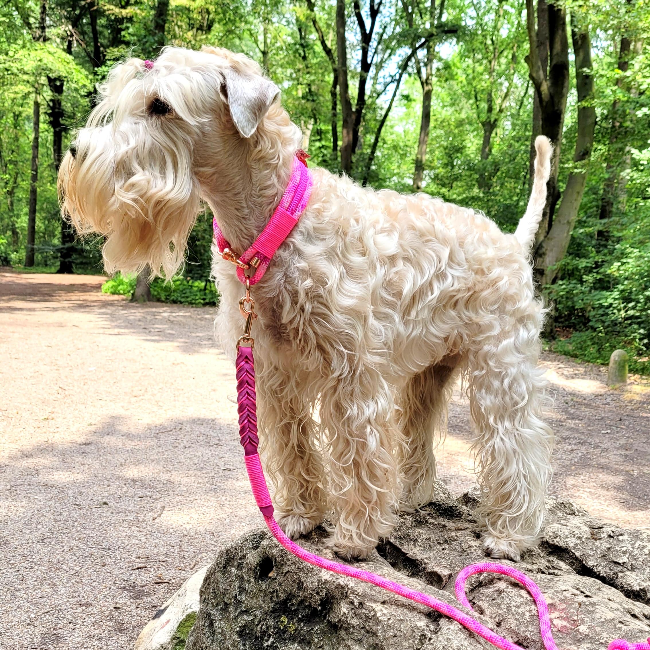 Irish Soft Coated Wheaten Terrier Leine Tau wild fuchsia und Leder rosa