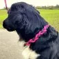 Preview: Hund mit Halsband aus Tau und Leder geflochten, Zugstop, kranichbeere und schwarz Preview: Hund mit Halsband aus Tau und Leder geflochten, Zugstop, kranichbeere und schwarz