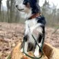 Preview: Australian Shepherd im Wald mit Leine aus Tau, Farbe dark green, Beschläge Kupfer antik