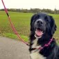 Preview: Hund mit Leine und Halsband aus Tau und Leder geflochten, Zugstop, kranichbeere und schwarz