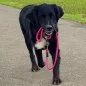 Preview: Hund mit Leine und Halsband aus Tau und Leder geflochten, Zugstop, kranichbeere und schwarz Preview: Hund mit Leine und Halsband aus Tau und Leder geflochten, Zugstop, kranichbeere und schwarz