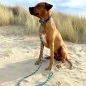 Preview: Rhodesian Ridgeback (Hund) Retrieverleine Moxonleine mit Zugstop aus Tau neptunus