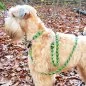 Preview: Irish Soft Coated Wheten Terrier (Hund) mit Leine und Halsband aus geflochtenem Paracord in den Farben leaf grün / alphine grün / white kelly green spiral. Beschläge Farbe nickel
