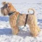 Preview: Irish Soft Coated Wheaten Terrier (Hund) mit Zugstop Halsband aus Tau / Seil und Leder + geflochtene Leine aus Tau in sea grün und Leder in braun. Beschläge in kupfer antik.