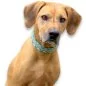 Preview: Hund mit Halsband und Leine aus Tau und Leder geflochten, smaragd und cognac braun