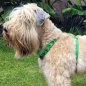 Preview: Irish Soft Coated Wheaten Terrier mit Geschirr aus Fettleder apfel Lederapplikation apple green und alpine grün Beschläge Farbe nickel