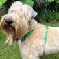 Preview: Irish Soft Coated Wheaten Terrier mit Geschirr aus Fettleder apfel Lederapplikation apple green und alpine grün Beschläge Farbe nickel