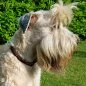 Preview: Hund Irish Soft Coated Wheaten Terrier mit Halsband aus Parcord in den Farben german pride und schwarz, Hundehalsband im Deutschland Muster, mit schwarzer Schnalle