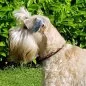 Preview: Hund Irish Soft Coated Wheaten Terrier mit Halsband aus Parcord in den Farben german pride und schwarz, Hundehalsband im Deutschland Muster, mit schwarzer Schnalle