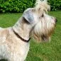 Preview: Hund Irish Soft Coated Wheaten Terrier mit Halsband aus Parcord in den Farben german pride und schwarz, Hundehalsband im Deutschland Muster, mit schwarzer Schnalle