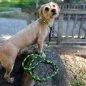 Preview: Hund mit EM-Keramik-Halsband aus Paracord mit EM-Keramik dragonfly / ultra neon grün und Leine