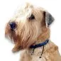 Preview: Hund Irish Soft Coated Wheaten Terrier mit Anti-Zecken-Halsband aus Paracord mit EM-Keramik caribbean / navy blau