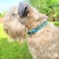 Preview: Irish Soft Coated Wheaten Terrier (Hund) mit Zugstop-Halsband aus Tau / Seil Farbe bombay blau / holy guacamole und Leder Farbe olive. Beschläge messing antik. Preview: Irish Soft Coated Wheaten Terrier (Hund) mit Zugstop-Halsband aus Tau / Seil Farbe bombay blau / holy guacamole und Leder Farbe olive. Beschläge messing antik.