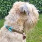 Preview: Irish Soft Coated Wheaten Terrier (Hund) mit Zugstop-Halsband aus Tau / Seil Farbe bombay blau / holy guacamole und Leder Farbe olive. Beschläge messing antik. Preview: Irish Soft Coated Wheaten Terrier (Hund) mit Zugstop-Halsband aus Tau / Seil Farbe bombay blau / holy guacamole und Leder Farbe olive. Beschläge messing antik.
