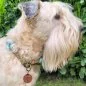 Preview: Irish Soft Coated Wheaten Terrier (Hund) mit Zugstop-Halsband aus Tau / Seil Farbe bombay blau / holy guacamole und Leder Farbe olive. Beschläge messing antik. Preview: Irish Soft Coated Wheaten Terrier (Hund) mit Zugstop-Halsband aus Tau / Seil Farbe bombay blau / holy guacamole und Leder Farbe olive. Beschläge messing antik.