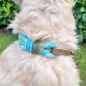 Preview: Irish Soft Coated Wheaten Terrier (Hund) mit Zugstop-Halsband aus Tau / Seil Farbe bombay blau / holy guacamole und Leder Farbe olive. Beschläge messing antik. Preview: Irish Soft Coated Wheaten Terrier (Hund) mit Zugstop-Halsband aus Tau / Seil Farbe bombay blau / holy guacamole und Leder Farbe olive. Beschläge messing antik.