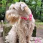Preview: Irish Soft Coated Wheaten Terrier mit Halsband aus Tau, wild fuchsia