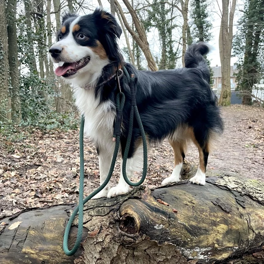 Australian Shepherd im Wald mit Leine aus Tau, Farbe dark green, Beschläge Kupfer antik