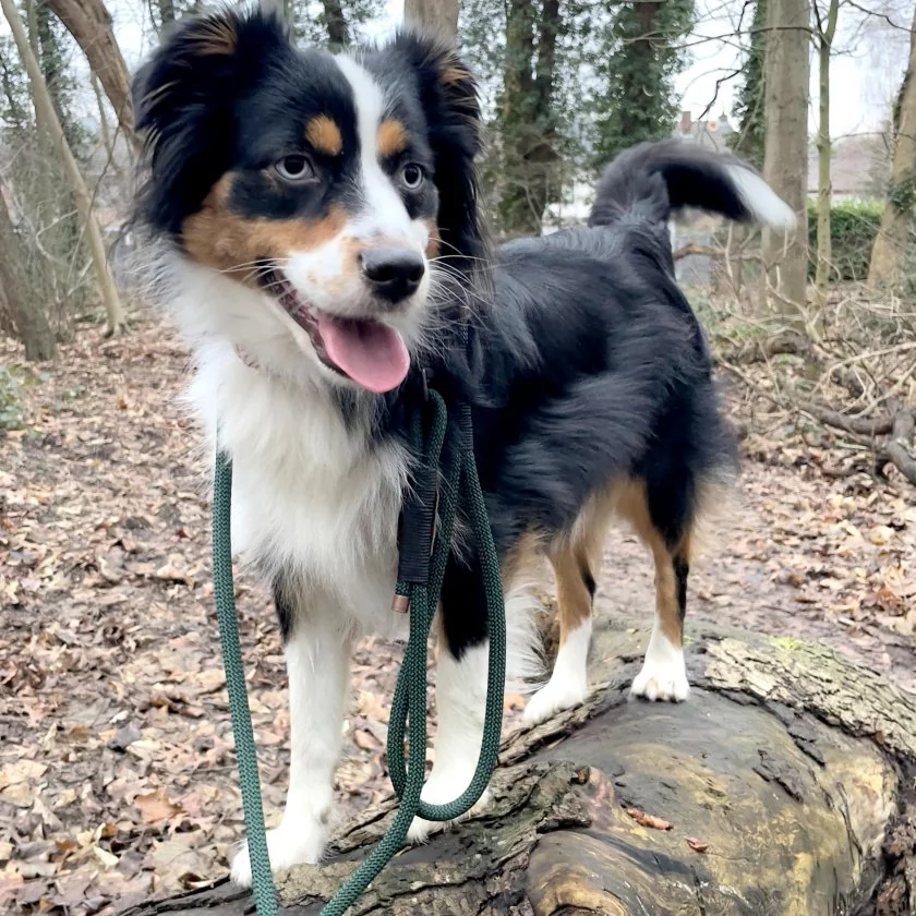 Australian Shepherd im Wald mit Leine aus Tau, Farbe dark green, Beschläge Kupfer antik