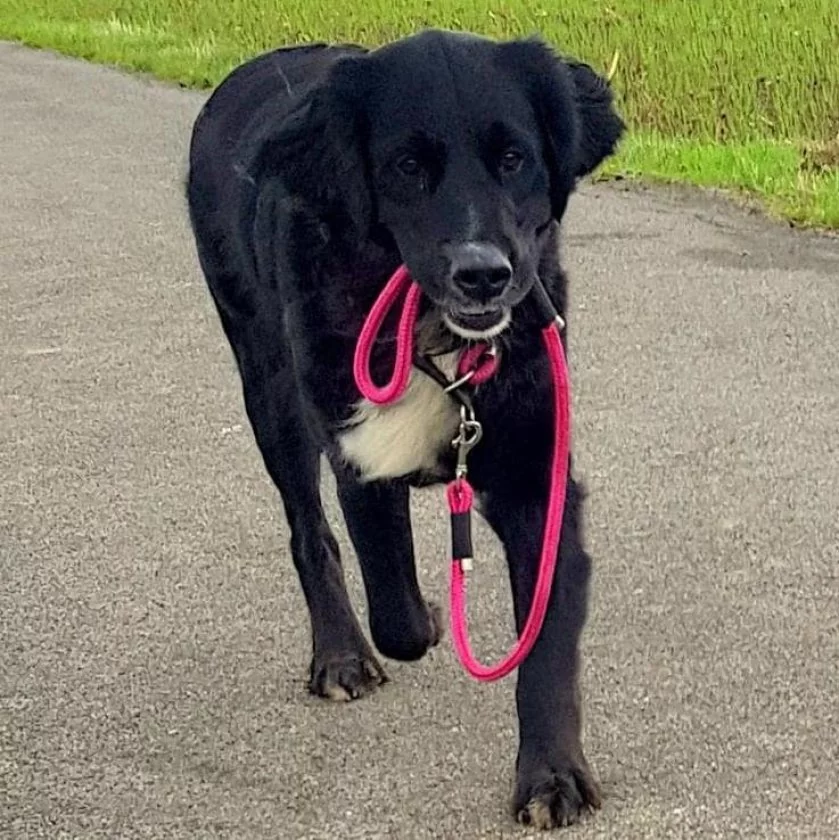 Schwarz weißer Hund mit Leine aus Tau, kranichbeere