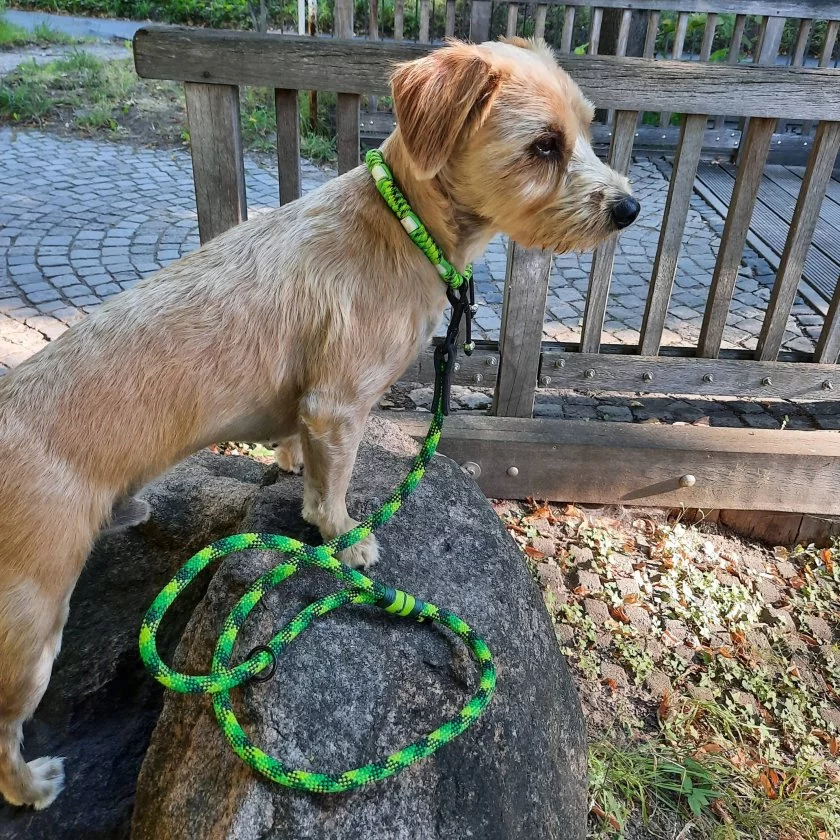 Hund mit Leine Tau und Leder, frog