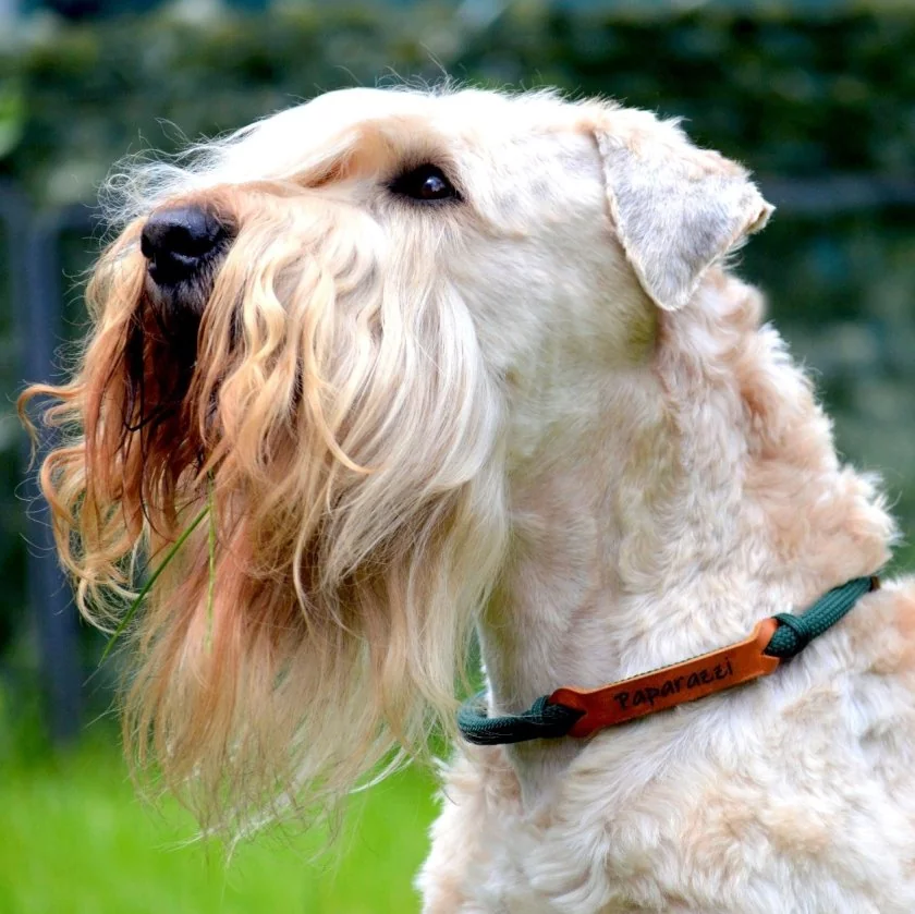 Irish Soft Coated Wheaten Terrier (Hund) mit Halsband aus Tau und Leder, mit Name Paparazzi, Zugstop, dark grün und cognac braun