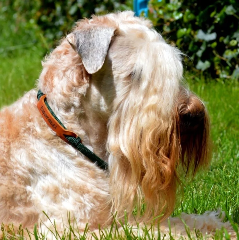 Irish Soft Coated Wheaten Terrier (Hund) mit Halsband aus Tau und Leder, mit Name Paparazzi, Zugstop, dark grün und cognac braun