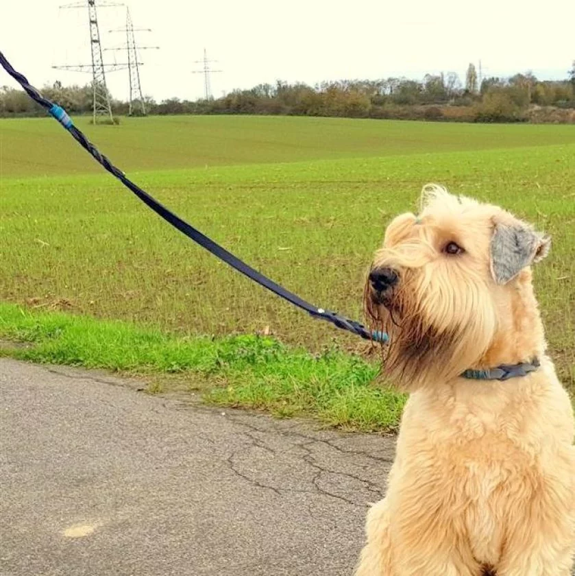 Irish Soft Coated Wheaten Terrier (Hund) mit Leine Leder Mix geflochten, blau