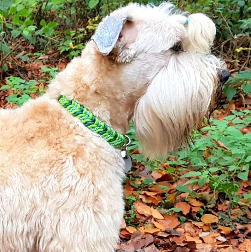 Irish Soft Coated Wheten Terrier (Hund) mit Leine und Halsband aus geflochtenem Paracord in den Farben leaf grün / alphine grün / white kelly green spiral. Beschläge Farbe nickel