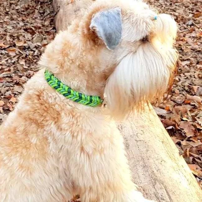 Irish Soft Coated Wheten Terrier (Hund) mit Leine und Halsband aus geflochtenem Paracord in den Farben leaf grün / alphine grün / white kelly green spiral. Beschläge Farbe nickel