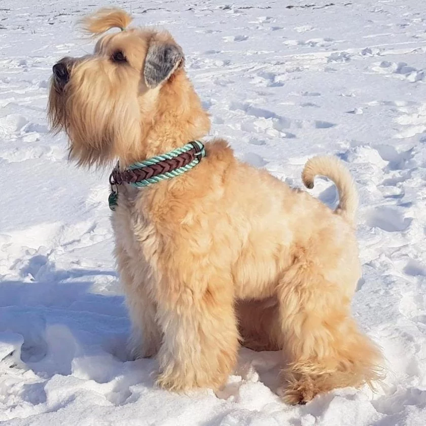 Irish Soft Coated Wheaten Terrier (Hund) mit Zugstop Halsband aus Tau / Seil und Leder aus Tau in sea grün und Leder in braun. Beschläge in kupfer antik.