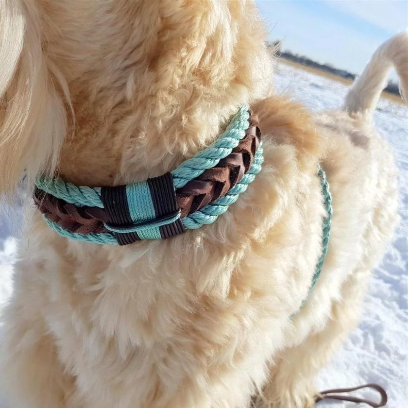 Irish Soft Coated Wheaten Terrier (Hund) mit Zugstop Halsband aus Tau / Seil und Leder aus Tau in sea grün und Leder in braun. Beschläge in kupfer antik.