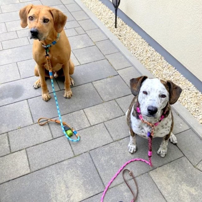 2 Hunde mit Leine Tau und Leder, cherry blossom und braun / smaragd und cognac braun