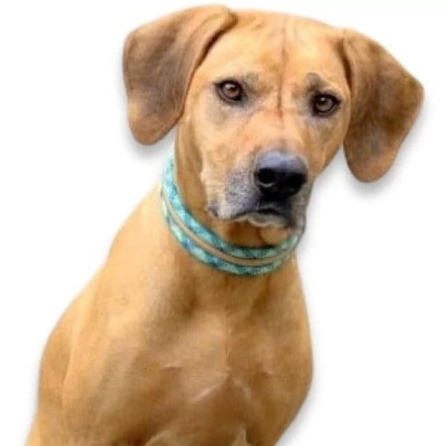 Hund mit Halsband und Leine aus Tau und Leder geflochten, smaragd und cognac braun