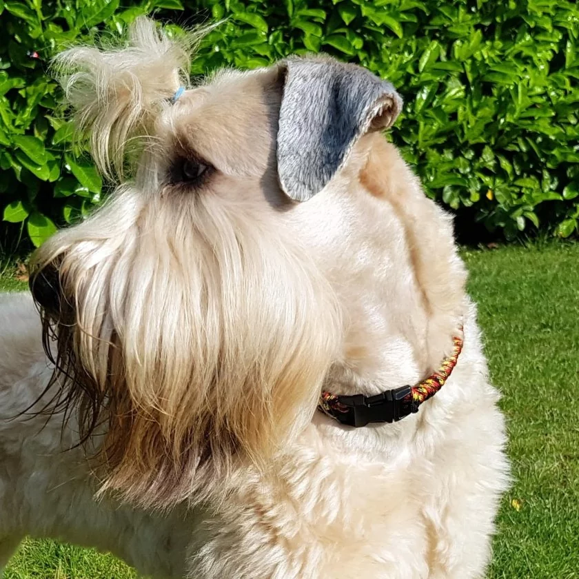 Hund Irish Soft Coated Wheaten Terrier mit Halsband aus Parcord in den Farben german pride und schwarz, Hundehalsband im Deutschland Muster, mit schwarzer Schnalle