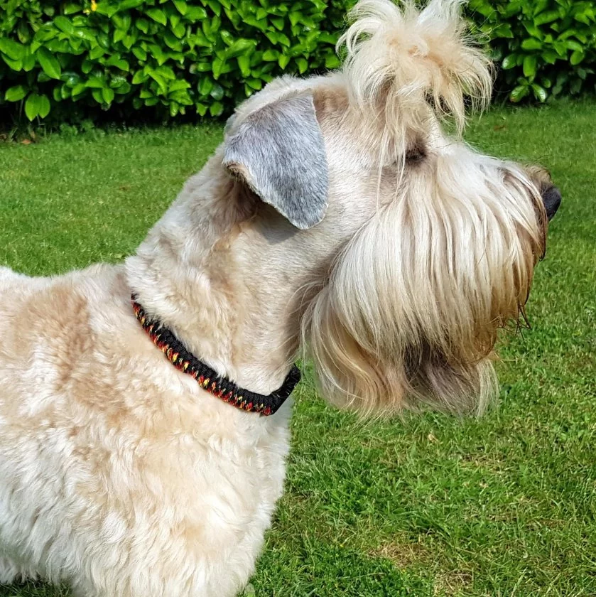 Hund Irish Soft Coated Wheaten Terrier mit Halsband aus Parcord in den Farben german pride und schwarz, Hundehalsband im Deutschland Muster, mit schwarzer Schnalle