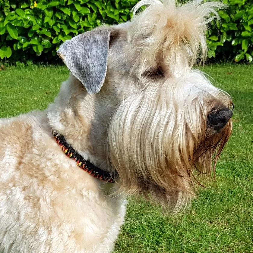 Hund Irish Soft Coated Wheaten Terrier mit Halsband aus Parcord in den Farben german pride und schwarz, Hundehalsband im Deutschland Muster, mit schwarzer Schnalle